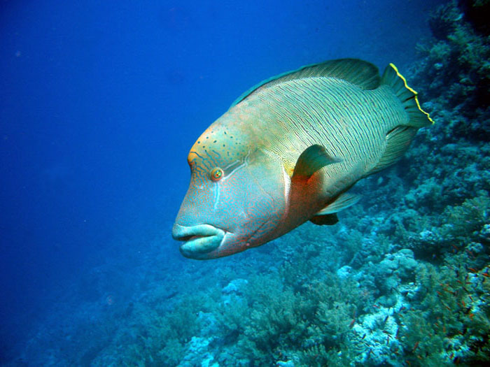 Marsa Alam